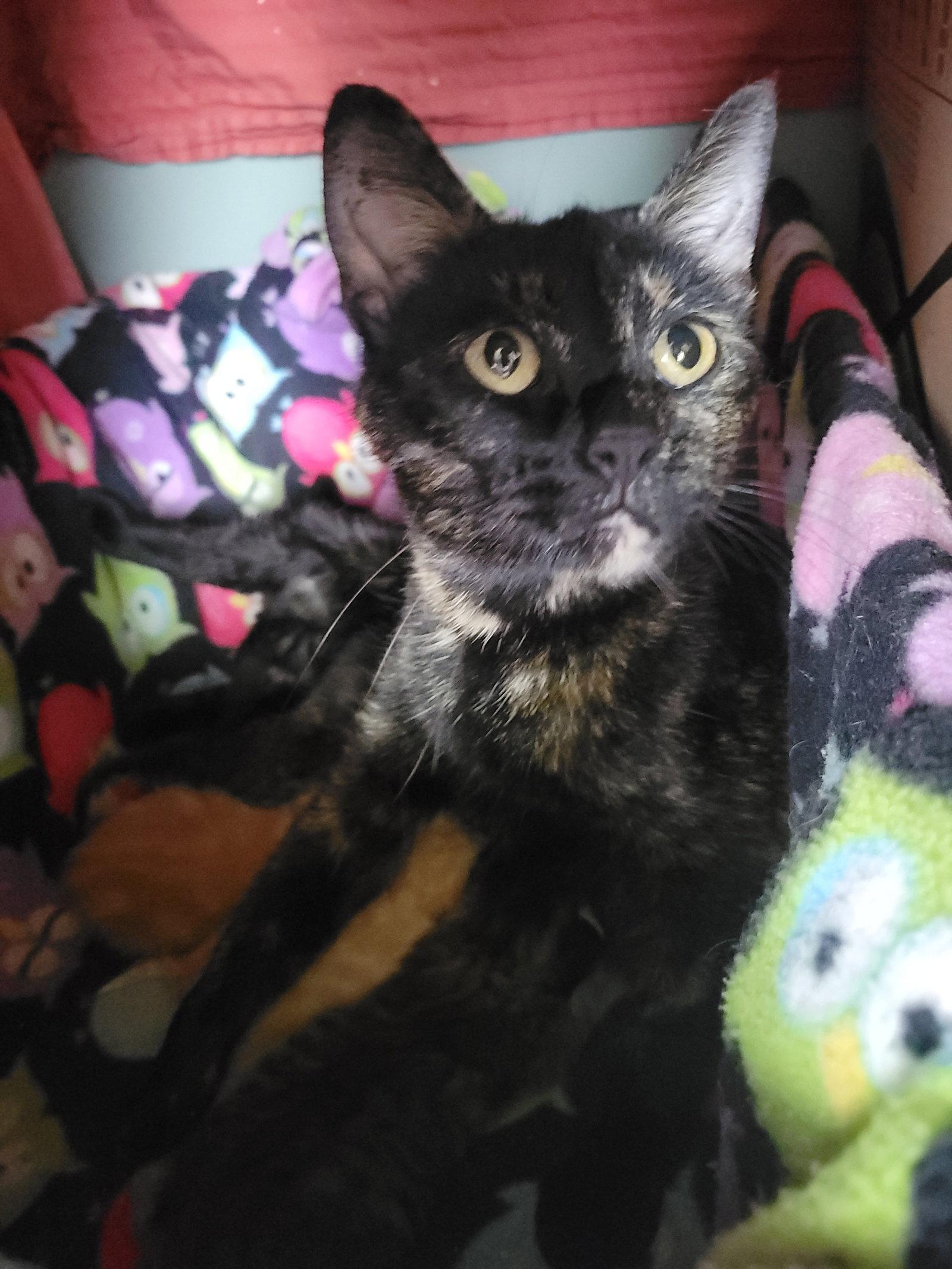 Enlarge Kahu, a Adoptable Domestic Short Hair in Walled Lake, MI image 3/3