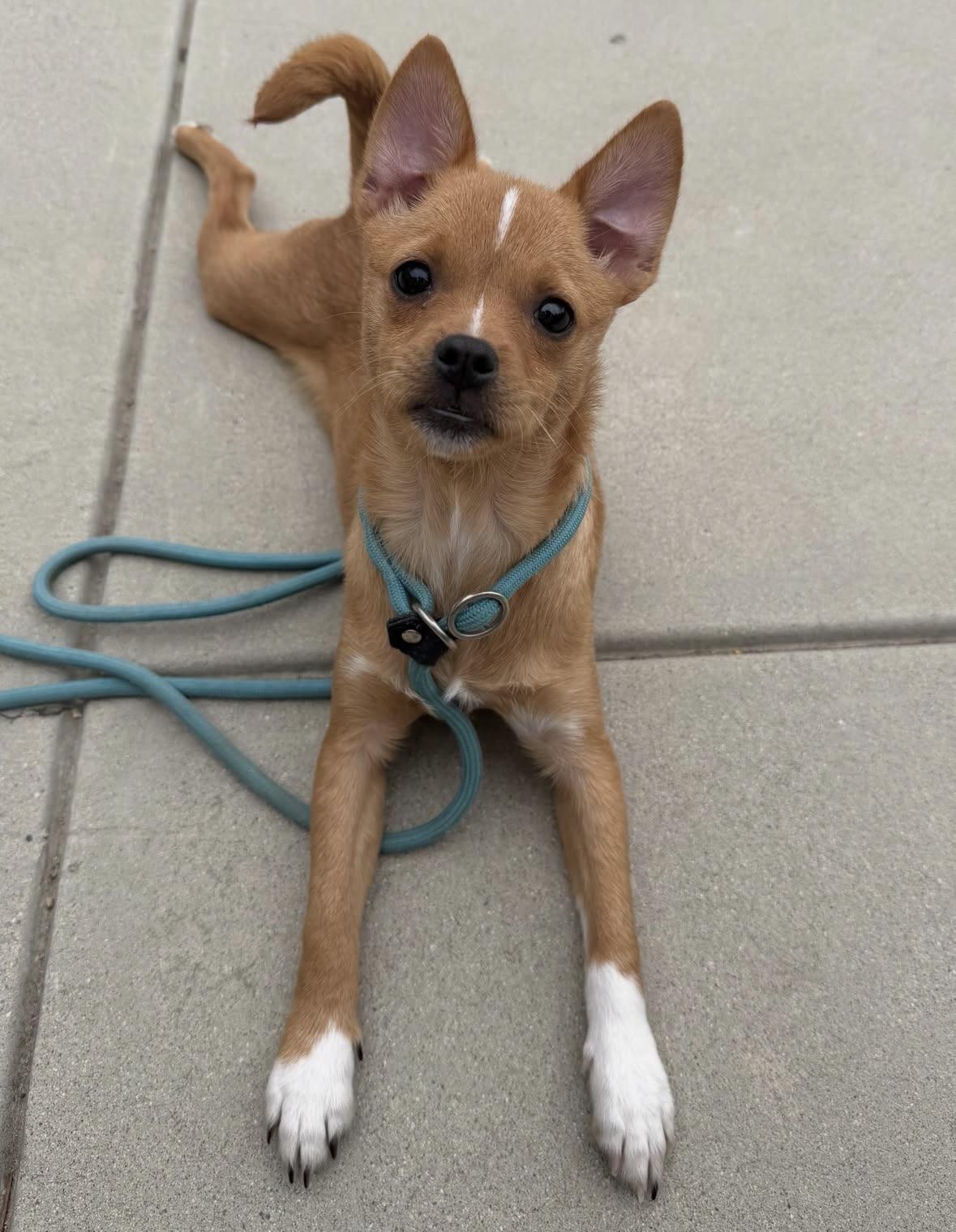 Emily, an adopted mixed breed in Pasadena, CA image 1/5