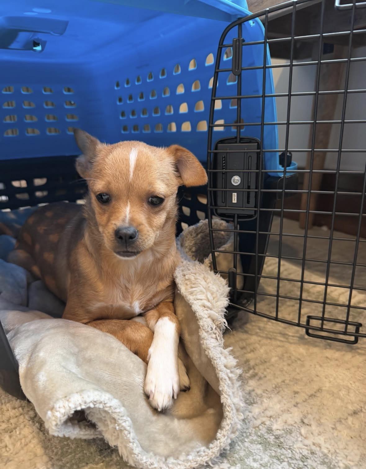 Emily, an adopted mixed breed in Pasadena, CA image 5/5