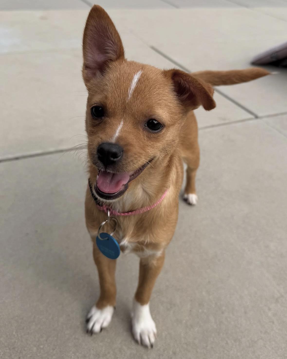 Emily, an adopted mixed breed in Pasadena, CA image 4/5