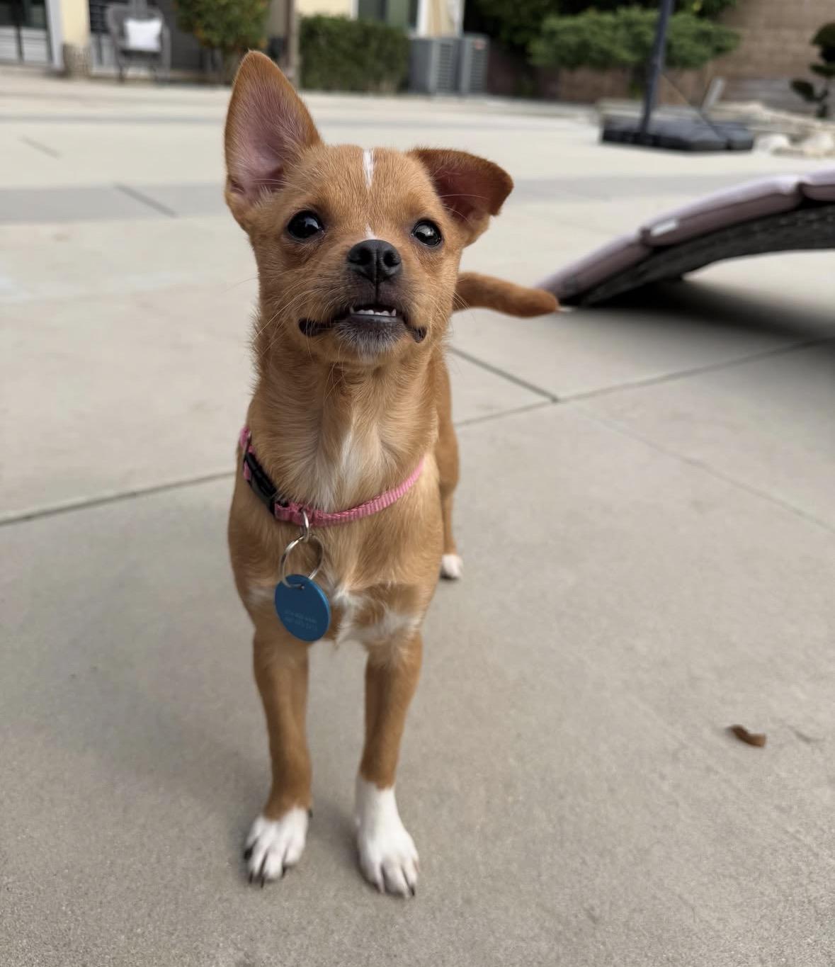 Emily, an adopted mixed breed in Pasadena, CA image 3/5