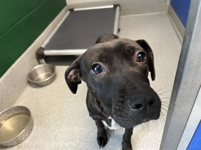 HORTON, a Adoptable Pit Bull Terrier in Bloomington, IL image 1/2