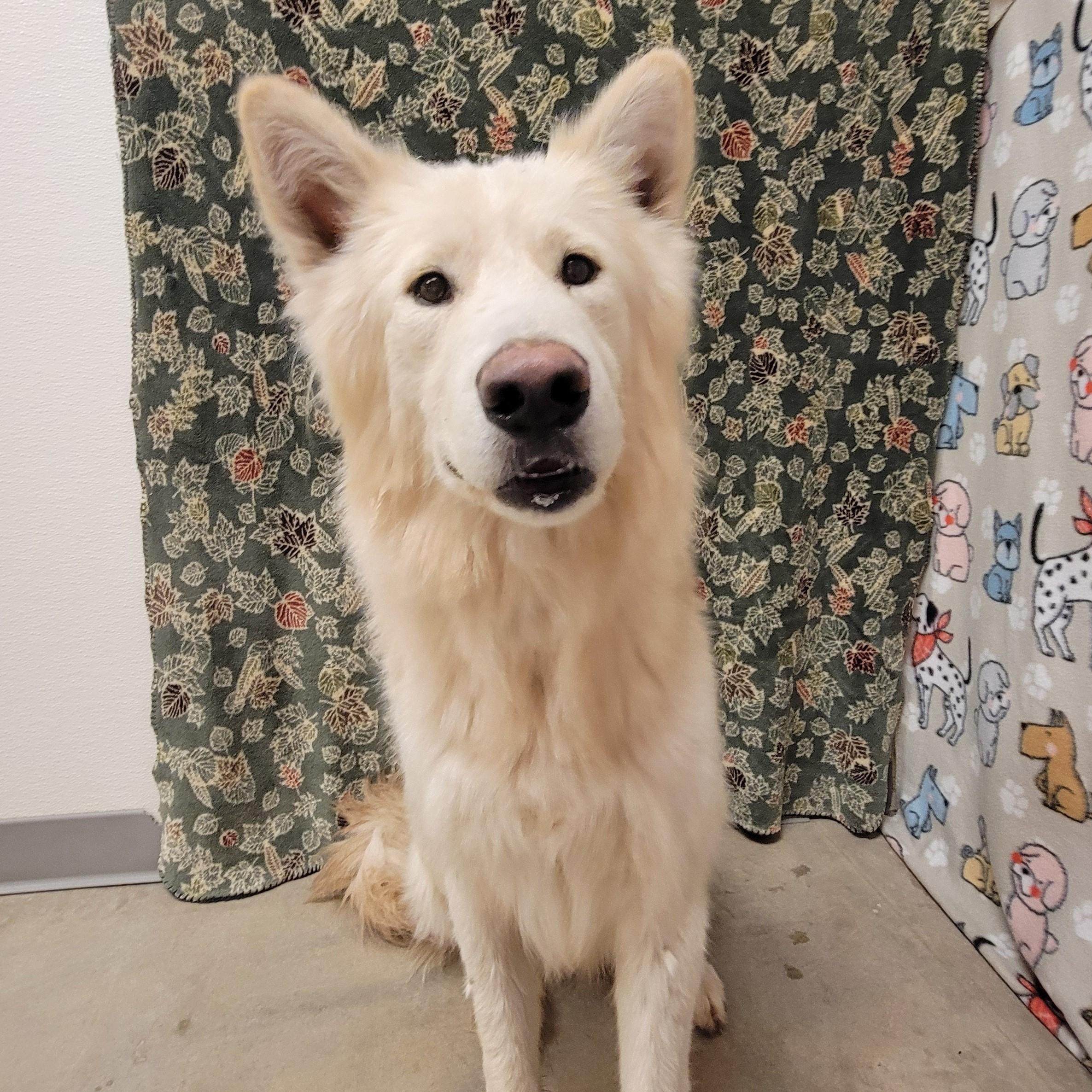 Enlarge Polar Bear, a Adoptable mixed breed in ALPINE, TX image 4/6