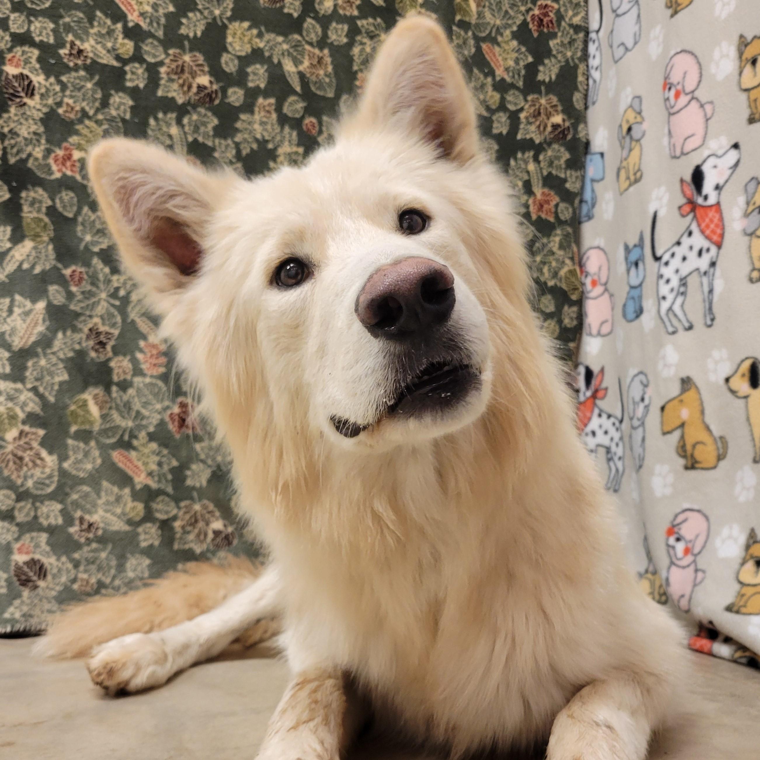 Enlarge Polar Bear, a Adoptable mixed breed in ALPINE, TX image 2/6