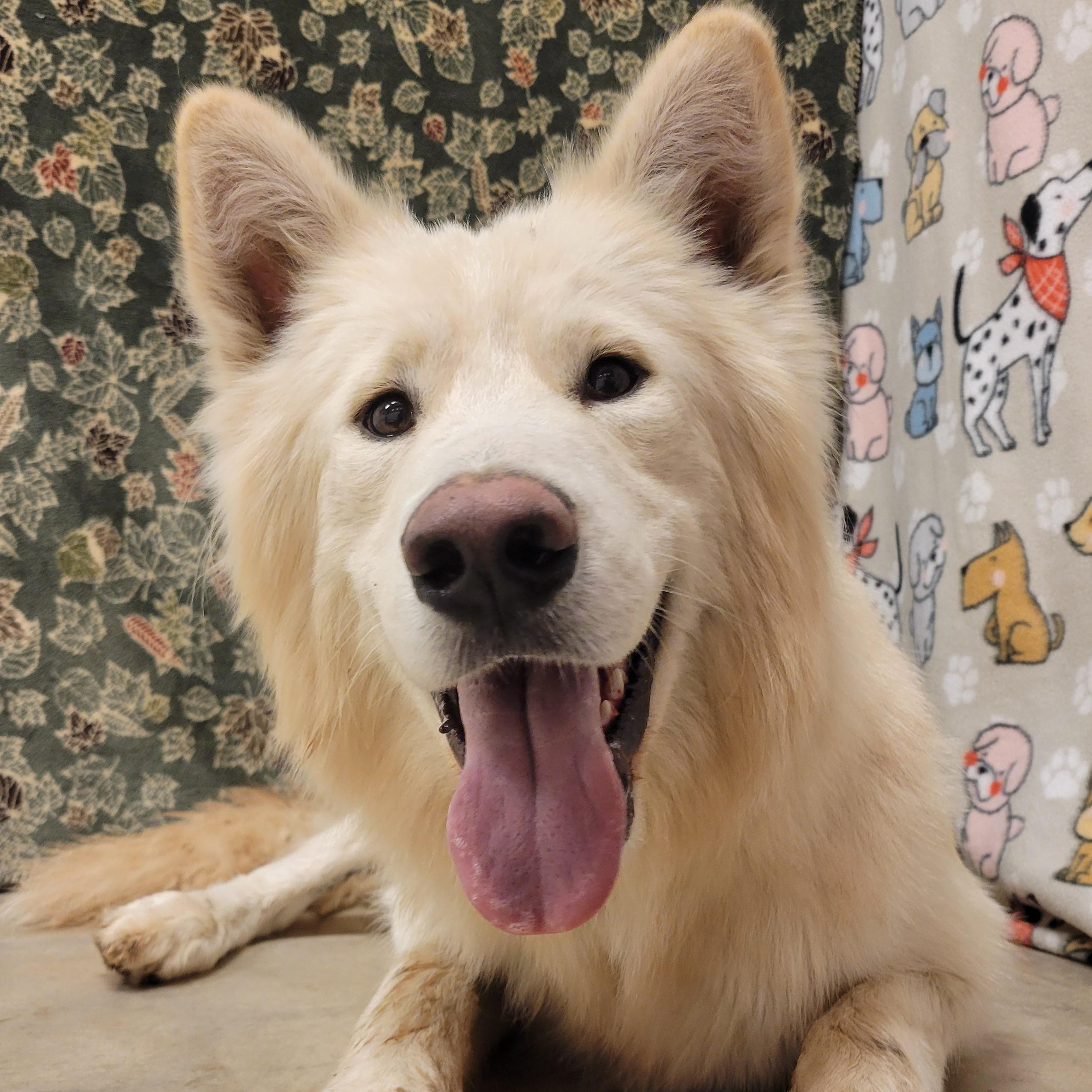 Enlarge Polar Bear, a Adoptable mixed breed in ALPINE, TX image 1/6