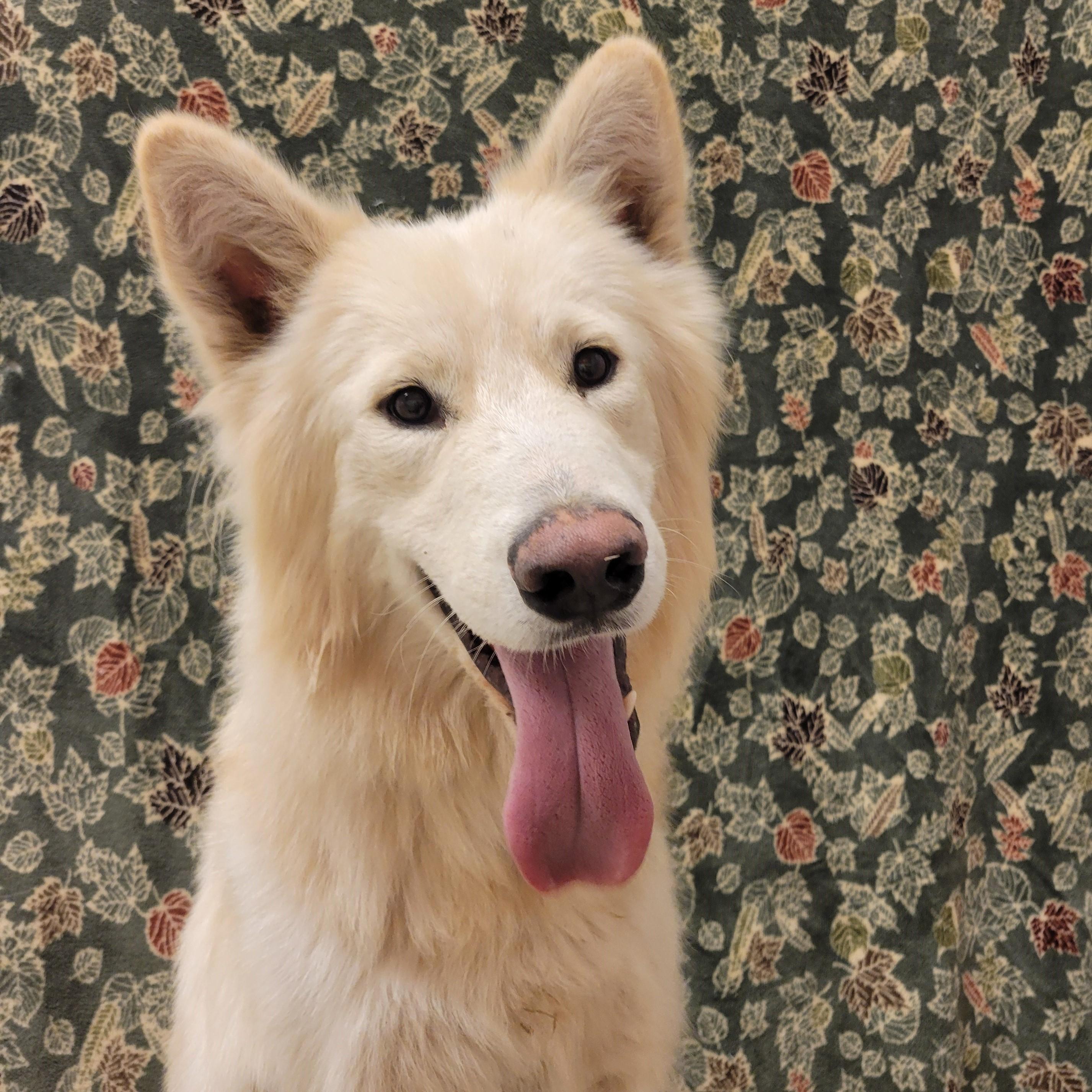 Enlarge Polar Bear, a Adoptable mixed breed in ALPINE, TX image 5/6