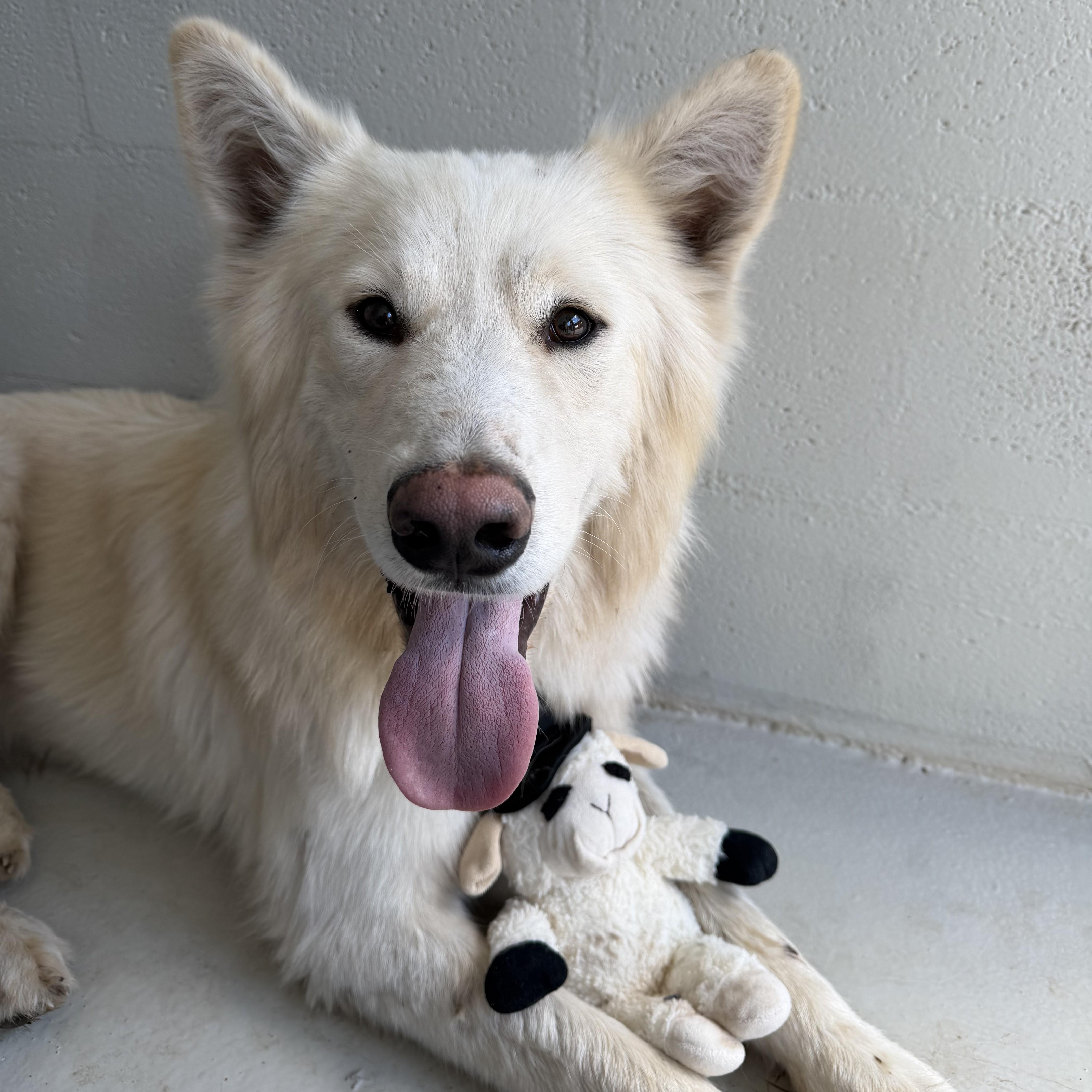 Enlarge Polar Bear, a Adoptable mixed breed in ALPINE, TX image 6/6