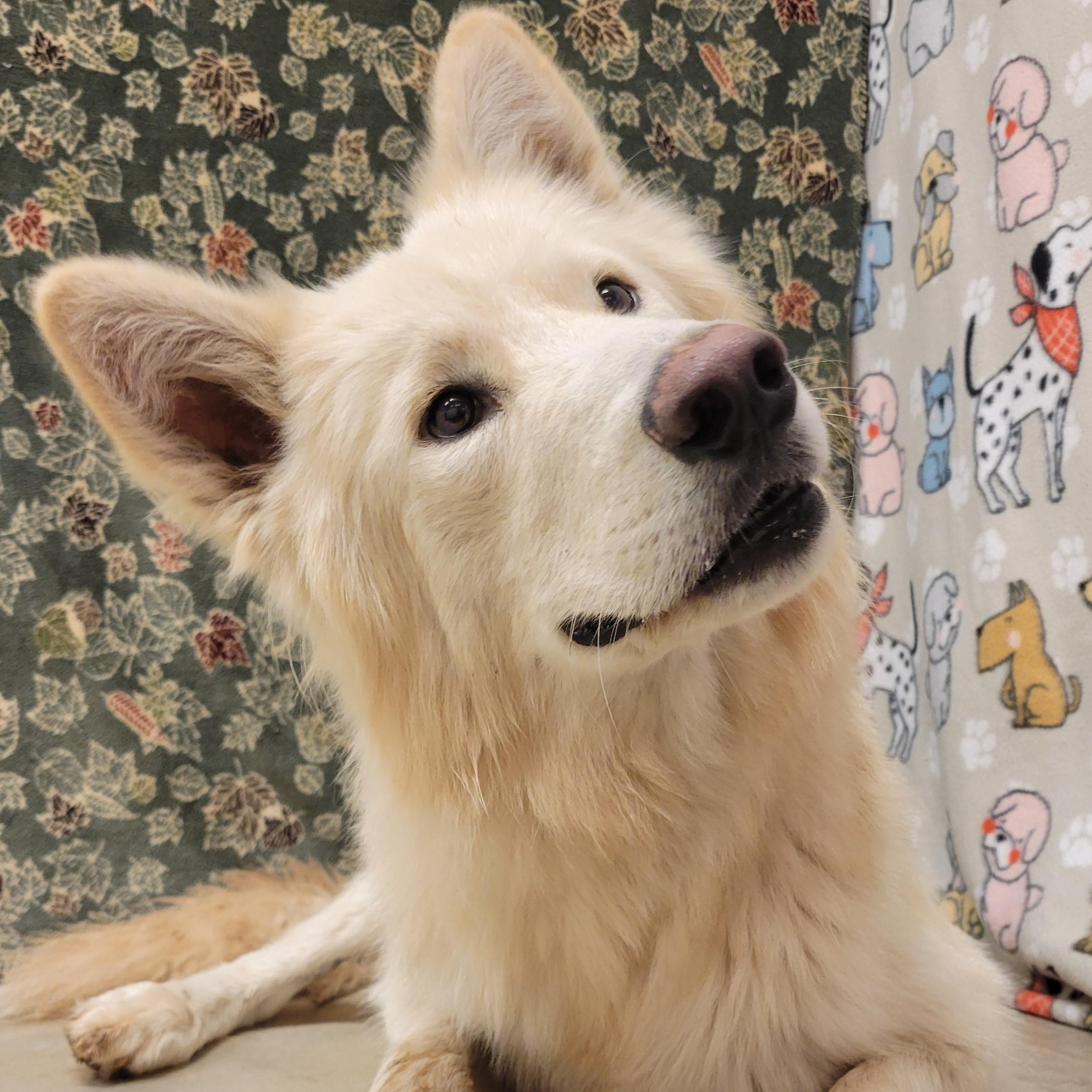 Enlarge Polar Bear, a Adoptable mixed breed in ALPINE, TX image 3/6