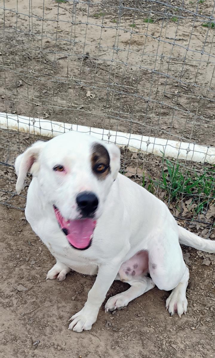 LEWEY, a Adoptable mixed breed in Saint Jo, TX image 1/4