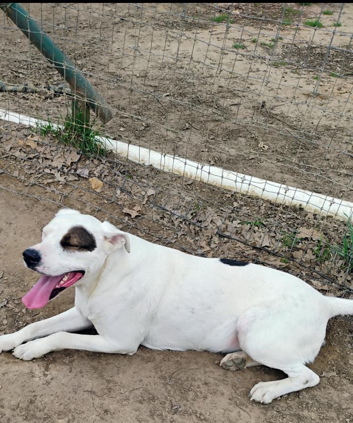 LEWEY, a Adoptable mixed breed in Saint Jo, TX image 2/4