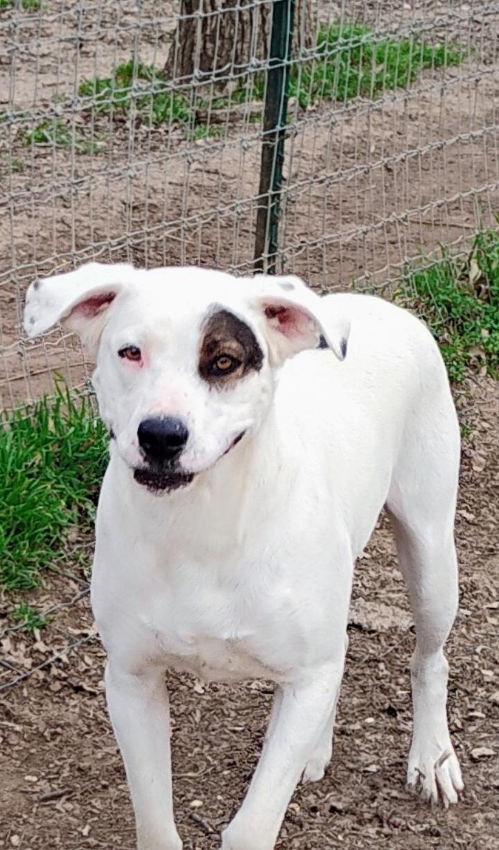 LEWEY, a Adoptable mixed breed in Saint Jo, TX image 3/4