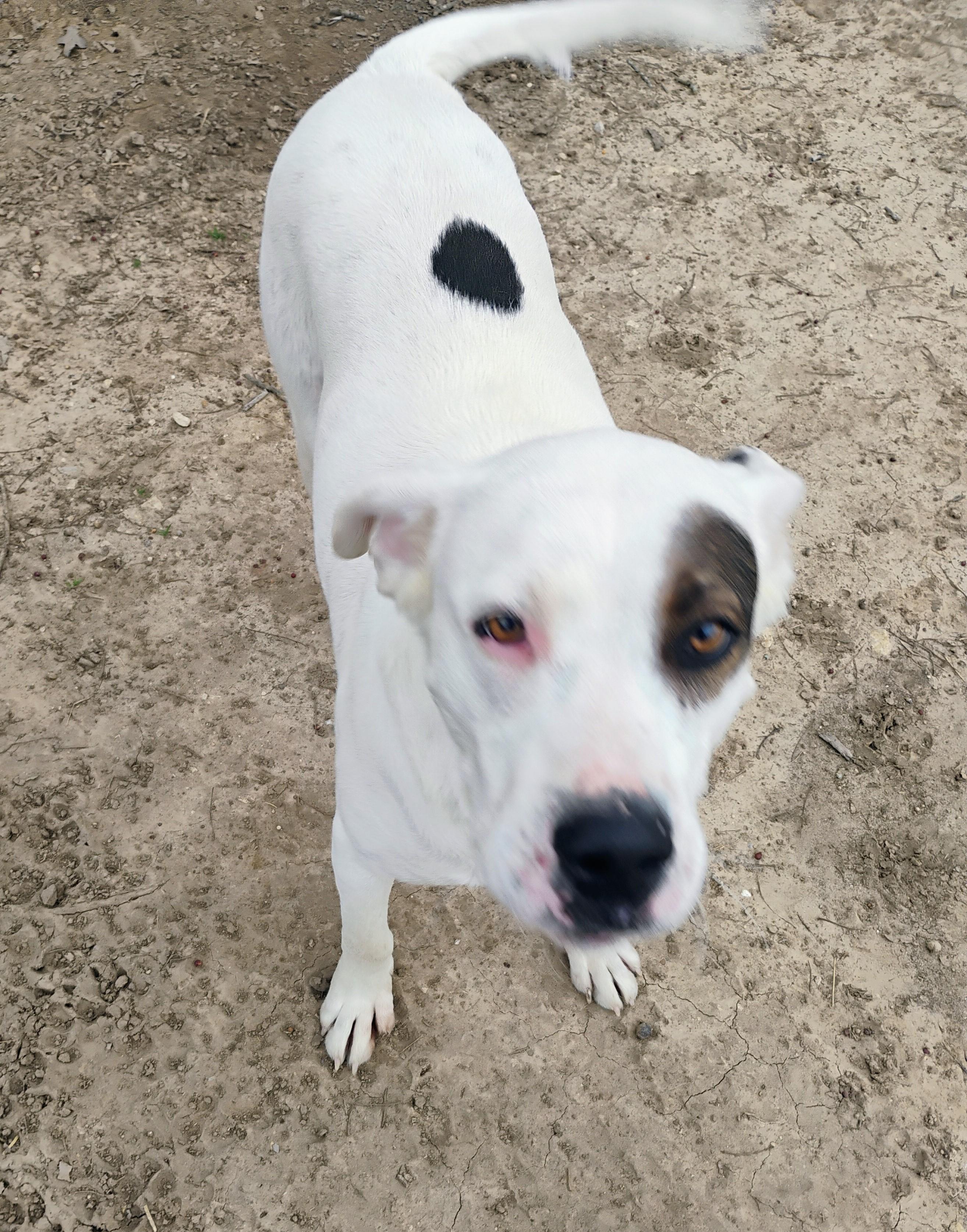 LEWEY, a Adoptable mixed breed in Saint Jo, TX image 4/4