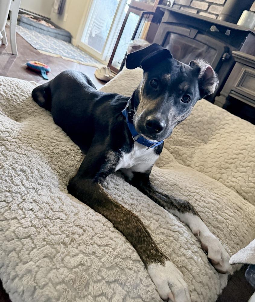 Zuko, Adoptable, Puppy Male Hound.