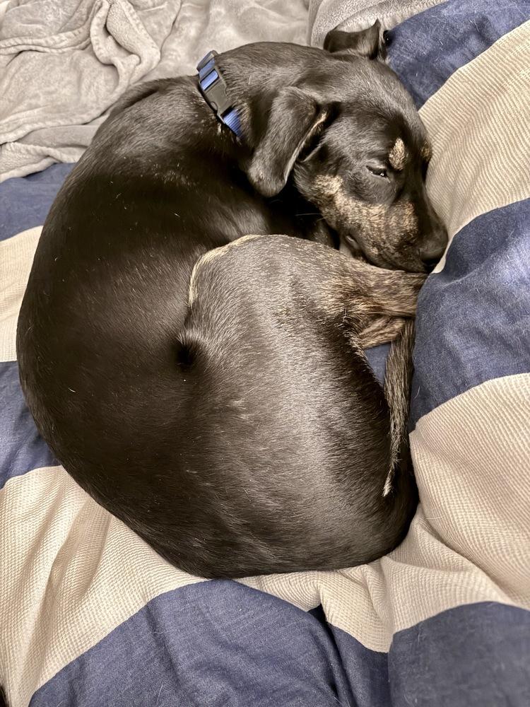 Zuko, Adoptable, Puppy Male Hound.