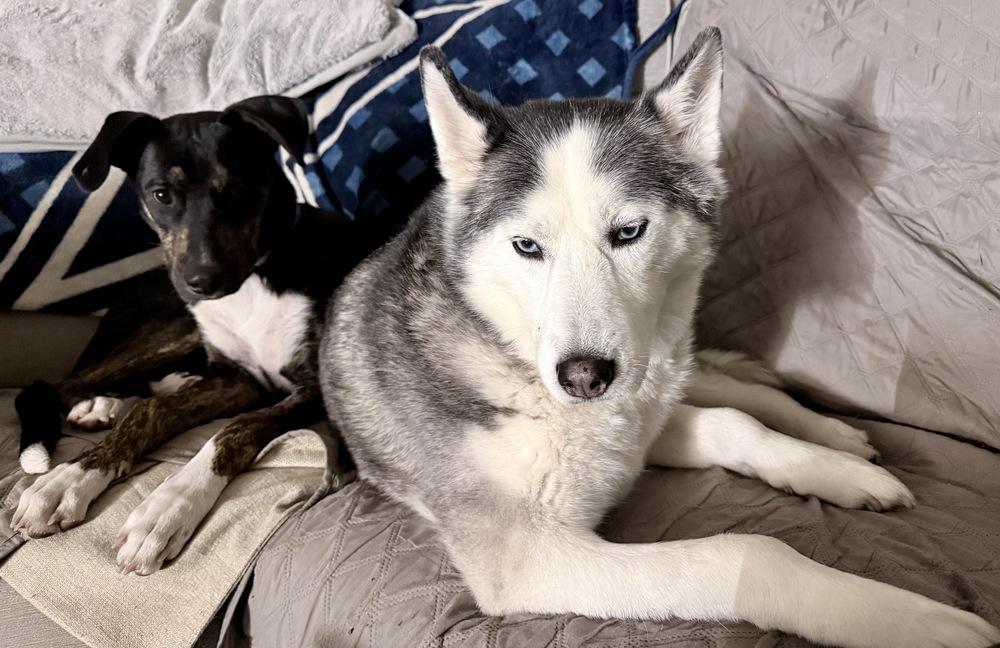 Enlarge Zuko, a Adoptable mixed breed in Greenlawn, NY image 3/6