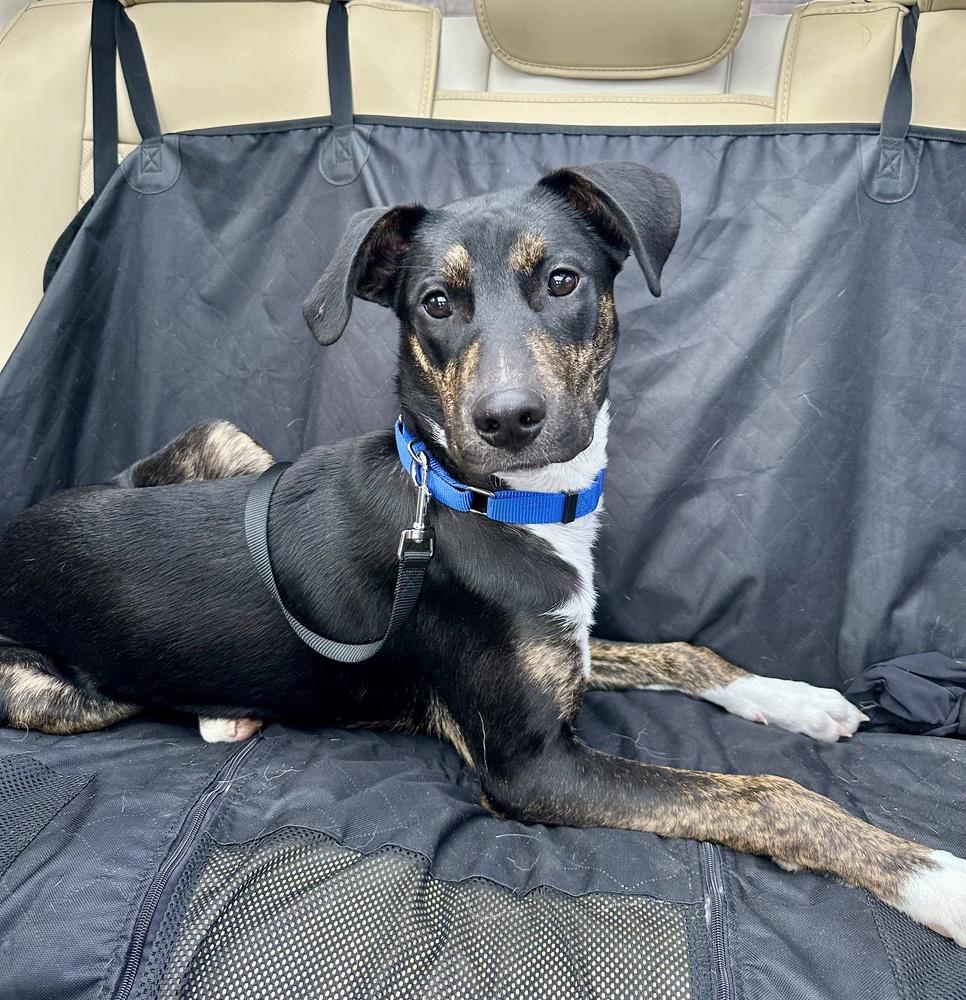 Enlarge Zuko, a Adoptable mixed breed in Greenlawn, NY image 4/6