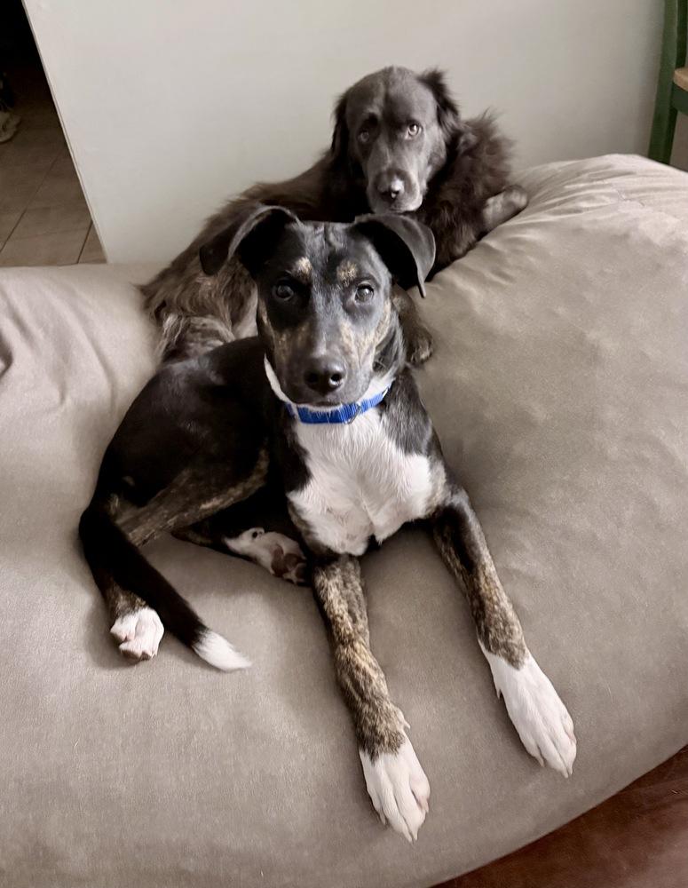 Enlarge Zuko, a Adoptable mixed breed in Greenlawn, NY image 5/6