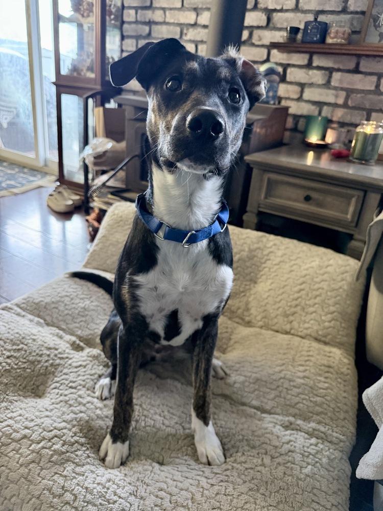 Enlarge Zuko, a Adoptable mixed breed in Greenlawn, NY image 6/6