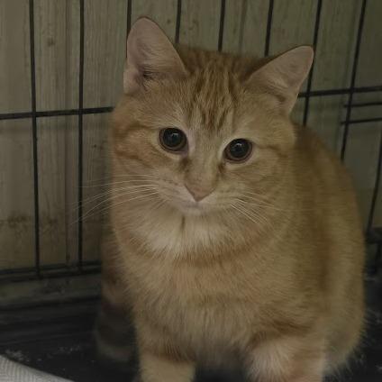 Enlarge Fanta (2926FSHO2), a Adoptable mixed breed in La Plata, MD image 2/2