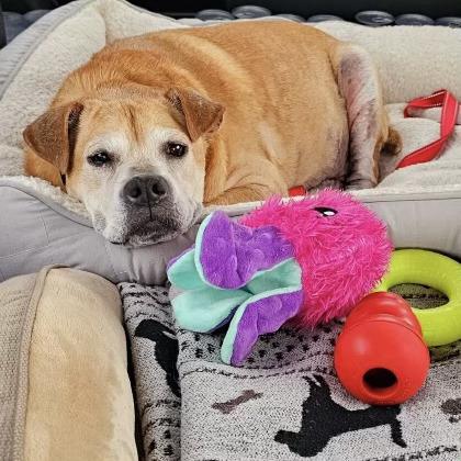 Daisy, a Adoptable mixed breed in Melbourne Beach, FL image 1/2