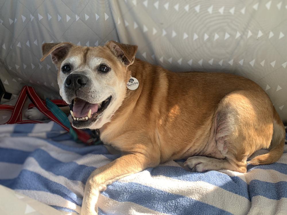 Daisy, a Adoptable mixed breed in Melbourne Beach, FL image 2/2