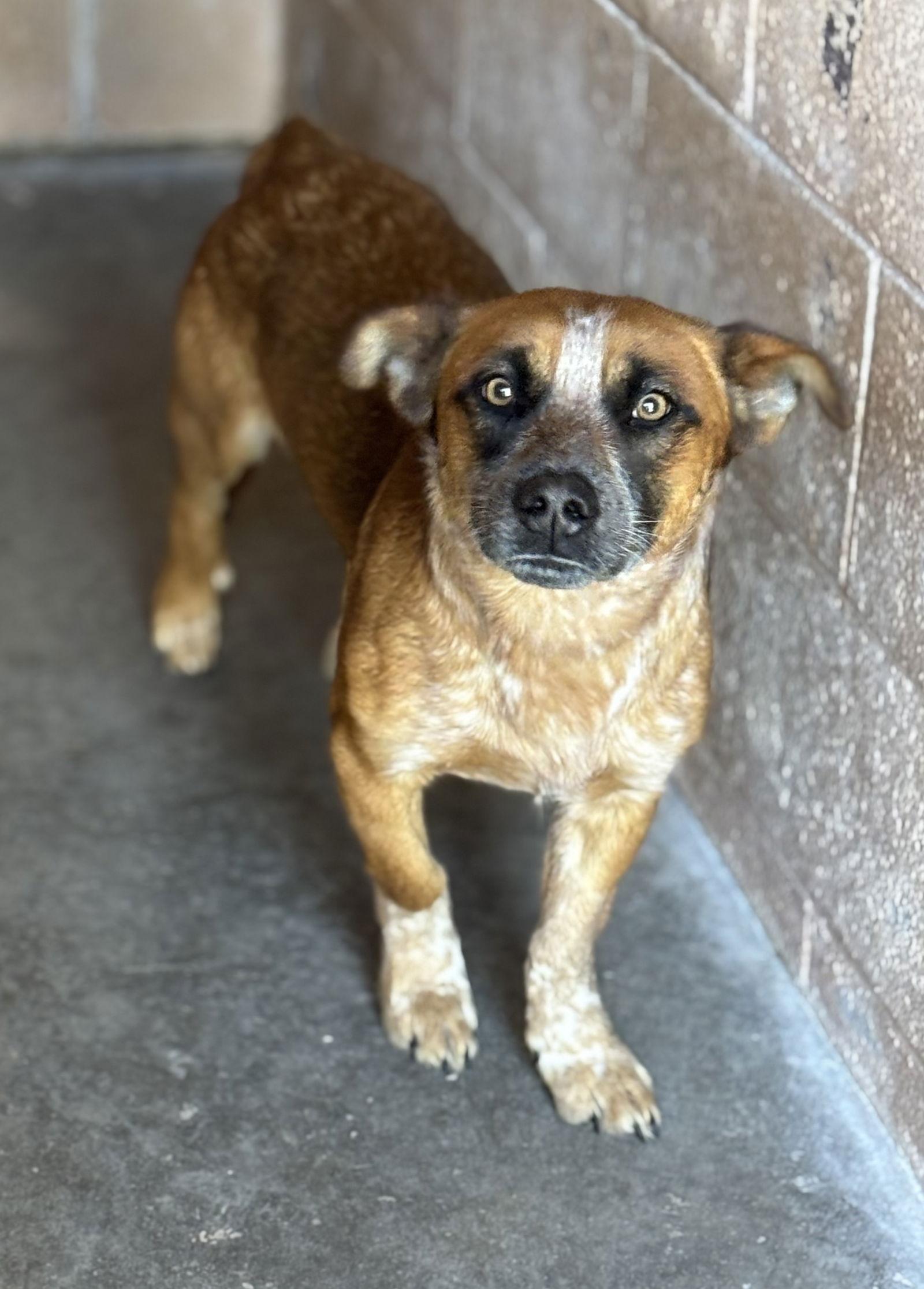 Enlarge Bilbo, a Adopted Mixed Breed in Las Vegas, NM image 1/2