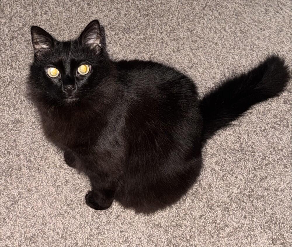 Ta'challa, Adopted, Adult Male Domestic Medium Hair.