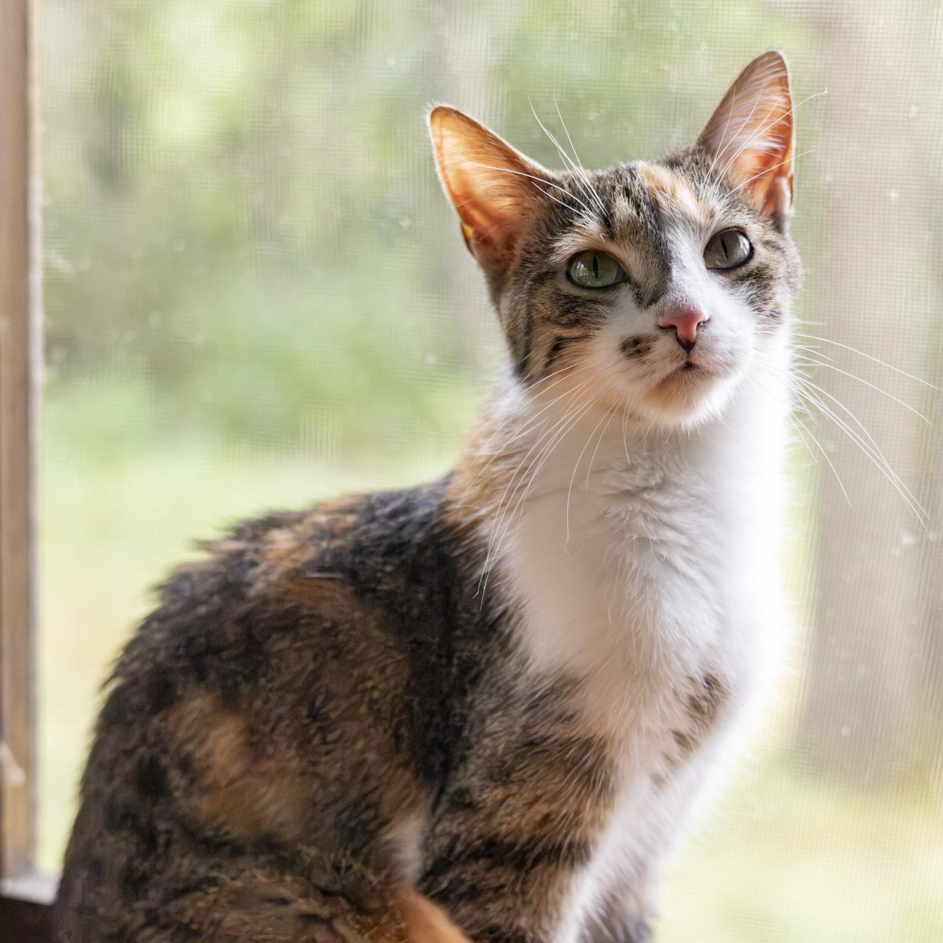 Enlarge Sharona, an adopted Domestic Short Hair in Lone rock, WI image 4/6