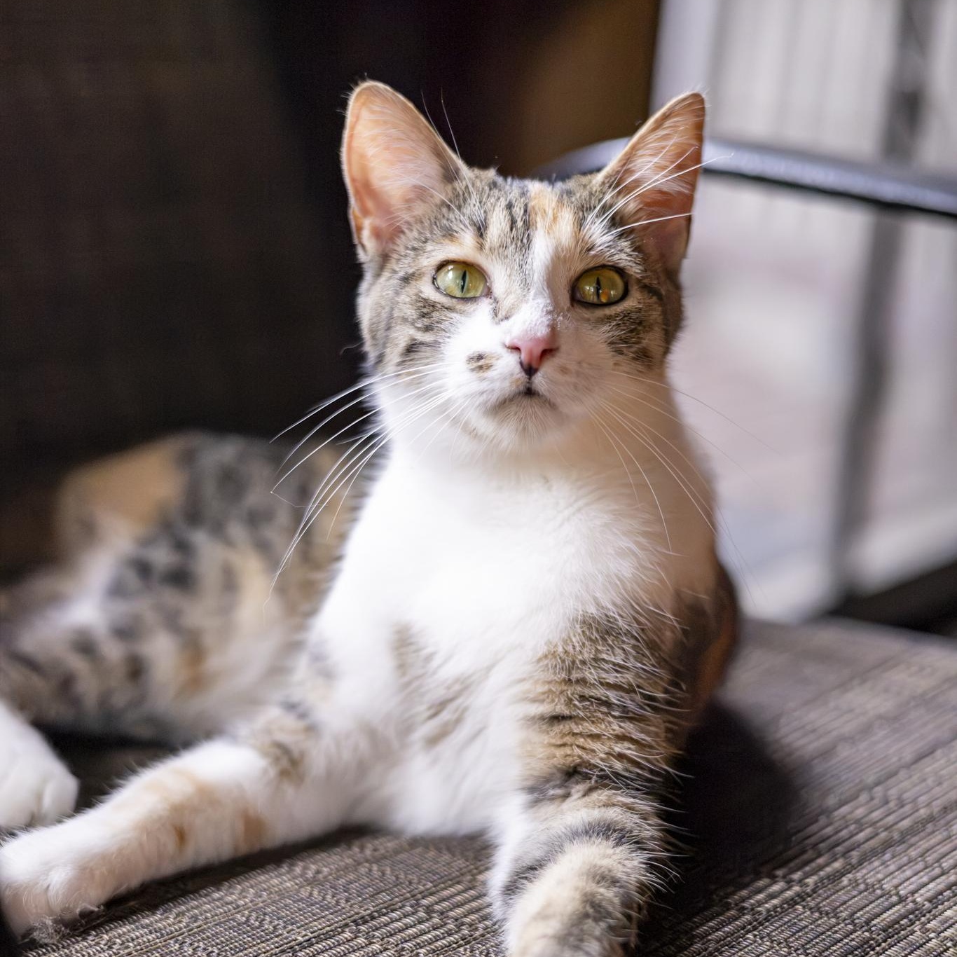 Enlarge Sharona, an adopted Domestic Short Hair in Lone rock, WI image 6/6