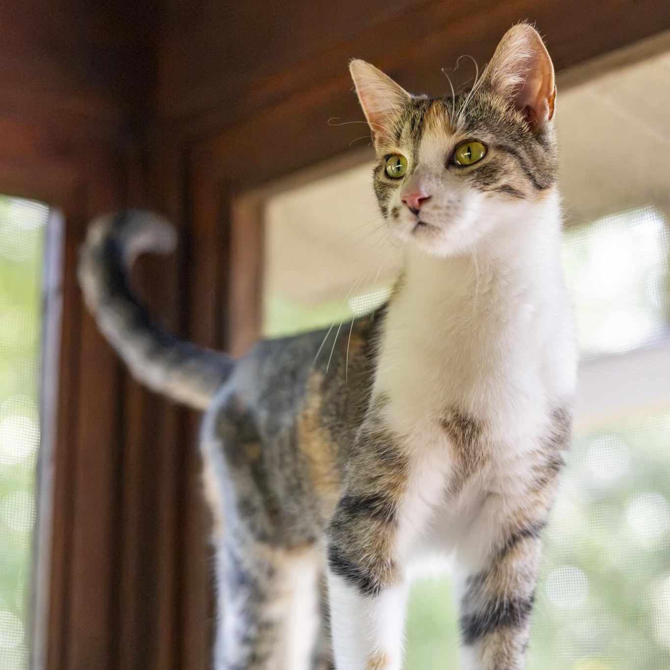 Enlarge Sharona, an adopted Domestic Short Hair in Lone rock, WI image 1/6