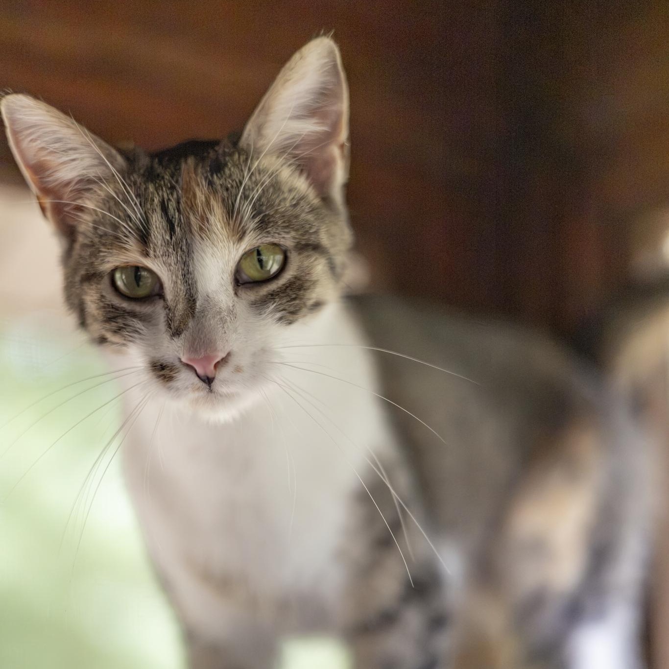 Enlarge Sharona, an adopted Domestic Short Hair in Lone rock, WI image 5/6