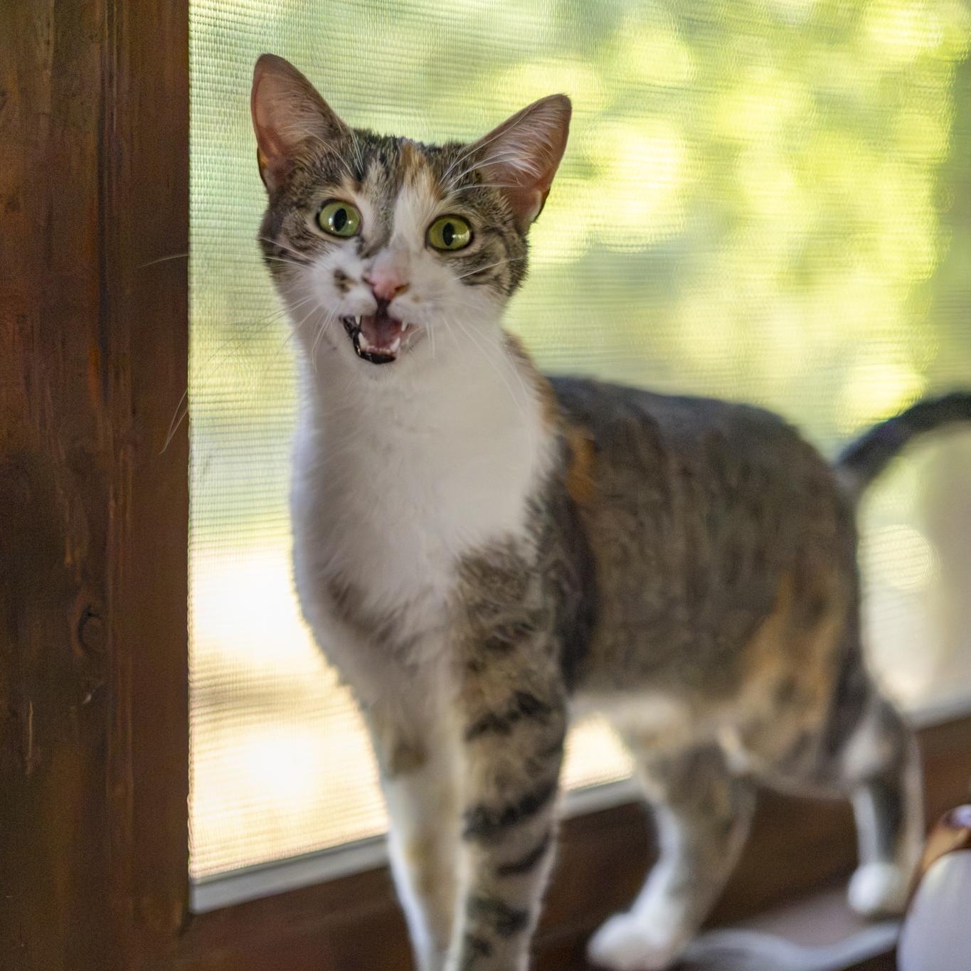 Enlarge Sharona, an adopted Domestic Short Hair in Lone rock, WI image 3/6