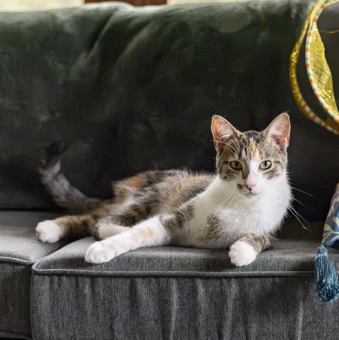 Enlarge Sharona, an adopted Domestic Short Hair in Lone rock, WI image 2/6