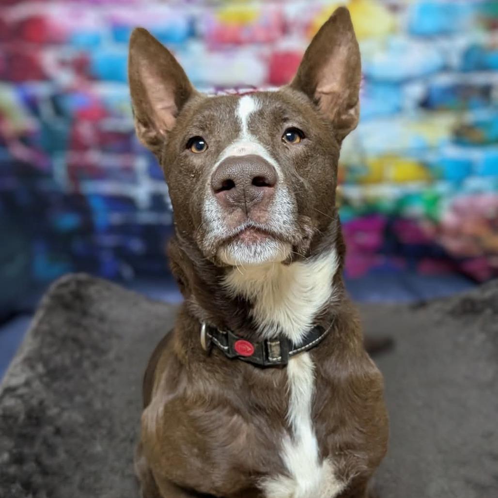 Enlarge Crunch, a Adoptable mixed breed in Franklin, NC image 1/1