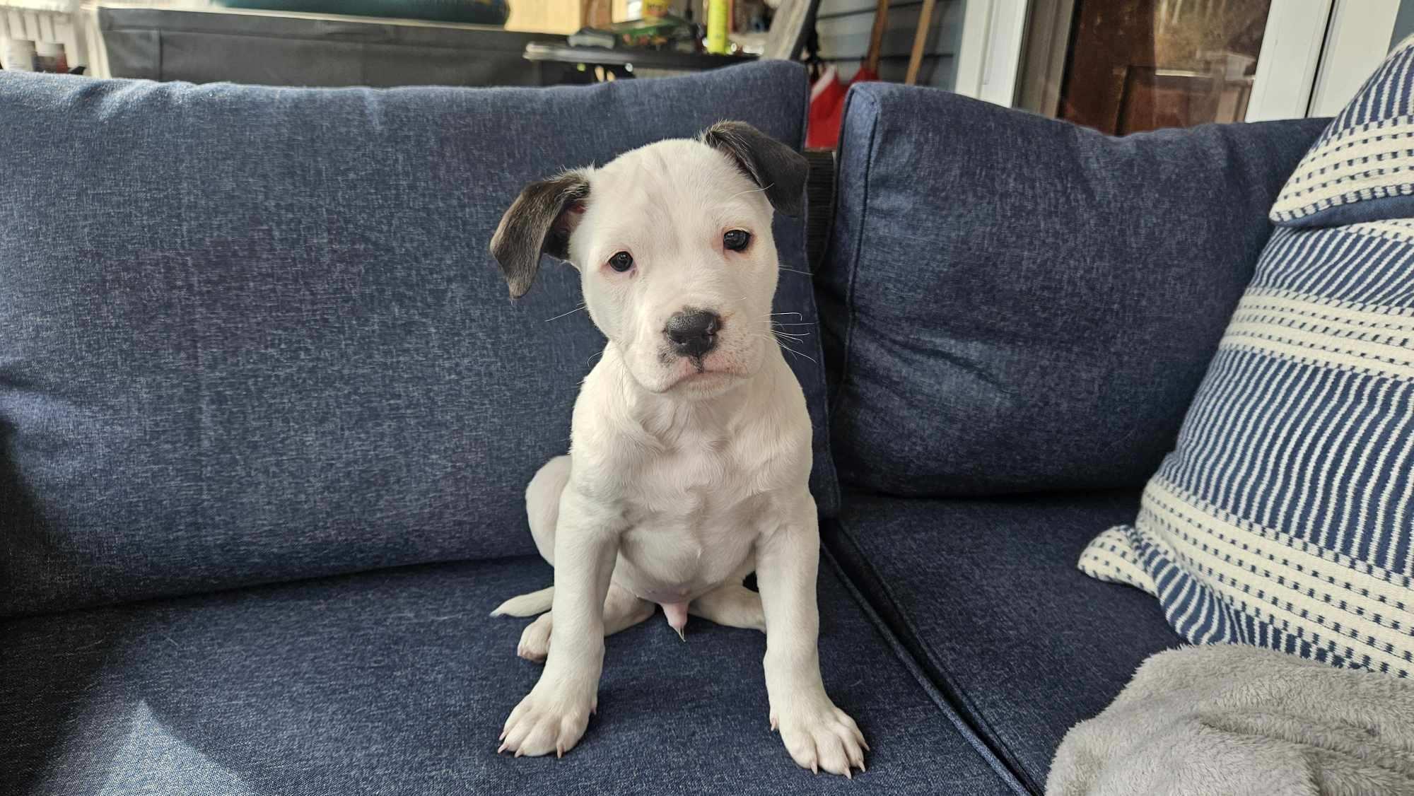 Enlarge Snoopy , an adopted mixed breed in Succasunna, NJ image 3/3