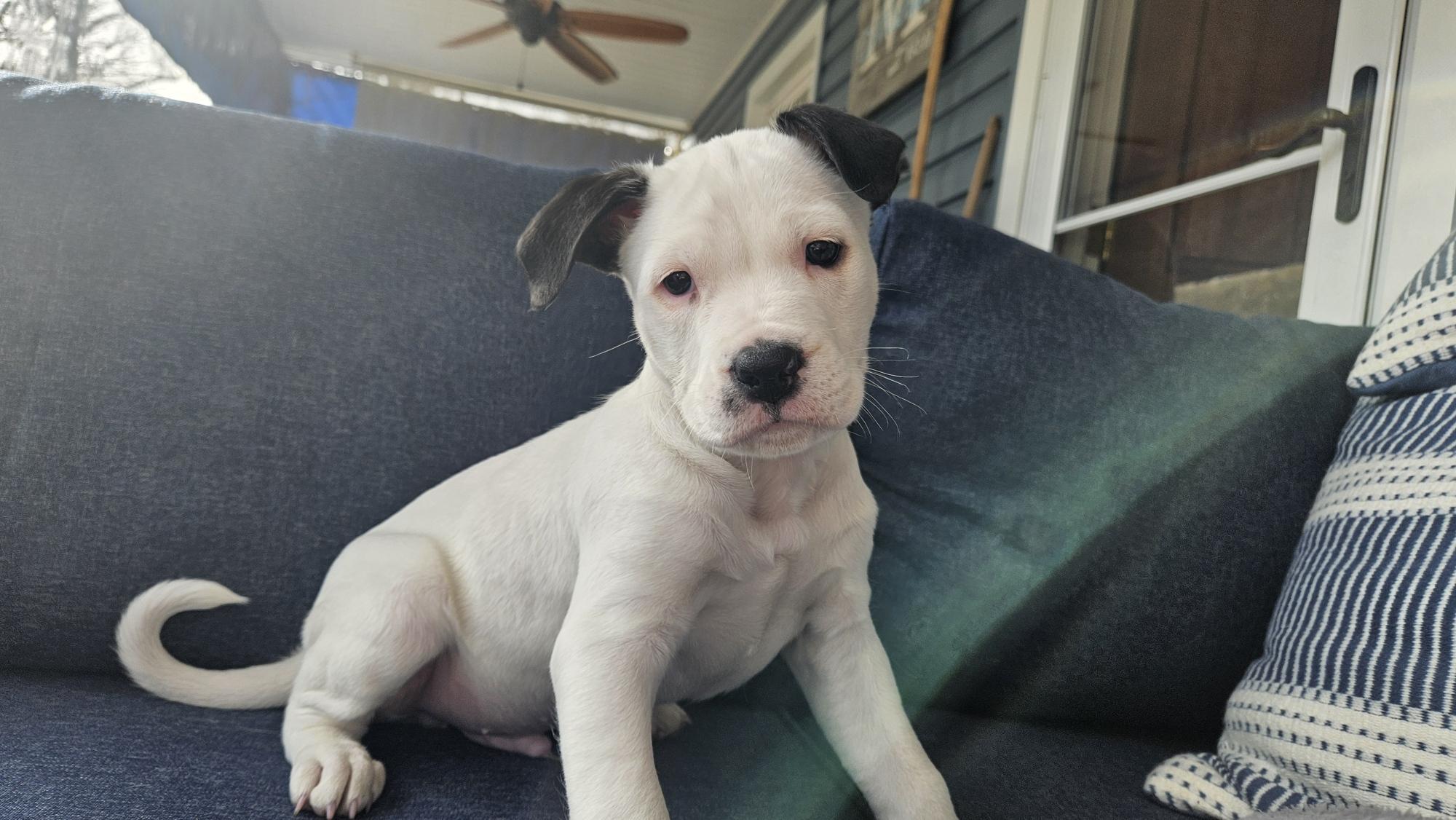 Enlarge Snoopy , an adopted mixed breed in Succasunna, NJ image 2/3