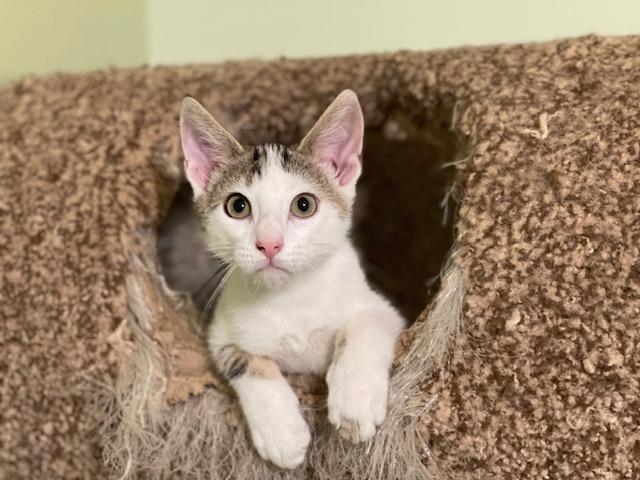 TUNA, a ADOPTABLE Domestic Short Hair in Panora, IA image 2/6