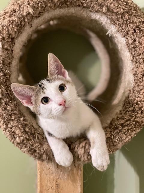 TUNA, ADOPTABLE, Kitten Male Domestic Short Hair.