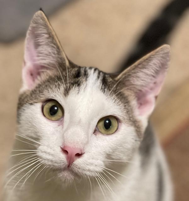 TUNA, Adoptable, Kitten Male Domestic Short Hair.