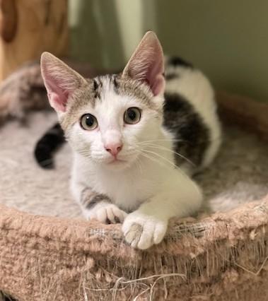 TUNA, a ADOPTABLE Domestic Short Hair in Panora, IA image 3/6