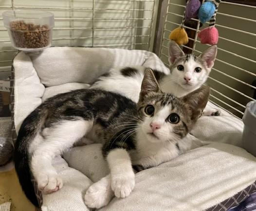 TUNA, a ADOPTABLE Domestic Short Hair in Panora, IA image 4/6
