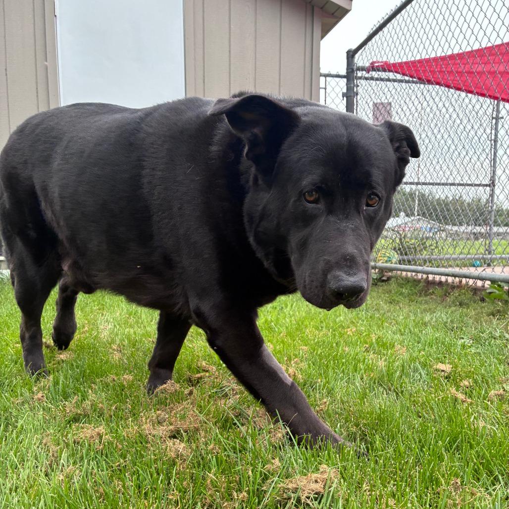 Buckley, Adoptable, Adult Male Black Labrador Retriever & German Shepherd Dog.