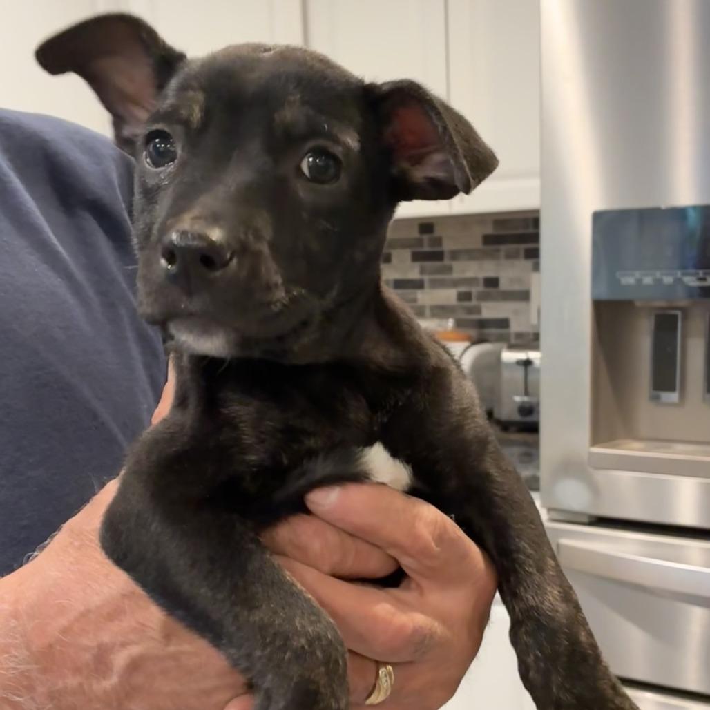 NY Erika Apr 26 (JV Mall Spring Fest), Adoptable, Puppy Female English Bulldog & Mixed Breed.