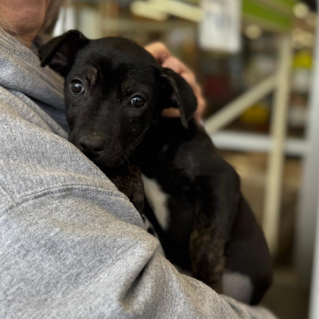 Enlarge NY Erika Apr 26 (JV Mall Spring Fest), a Adoptable mixed breed in Eastford, CT image 3/5