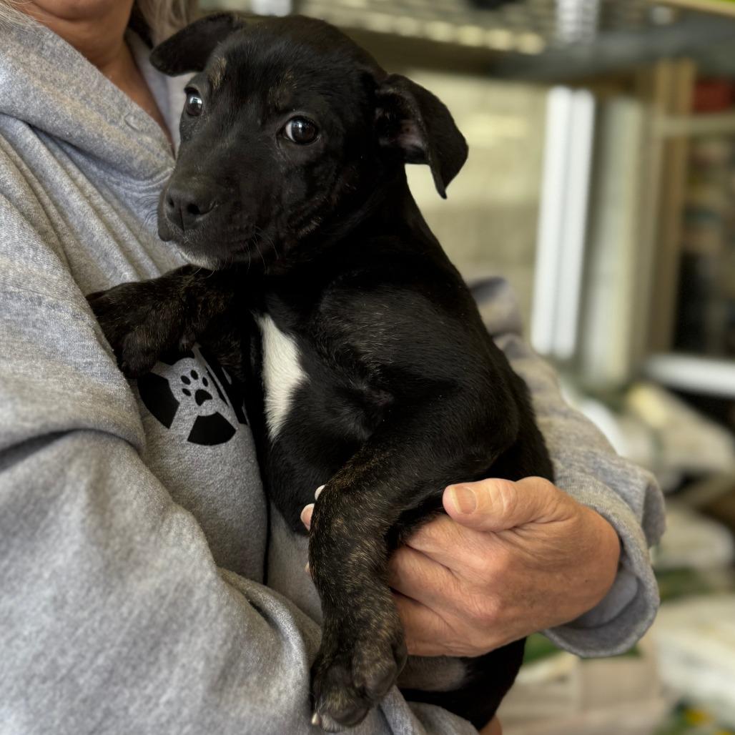 Enlarge NY Erika Apr 26 (JV Mall Spring Fest), a Adoptable mixed breed in Eastford, CT image 4/5