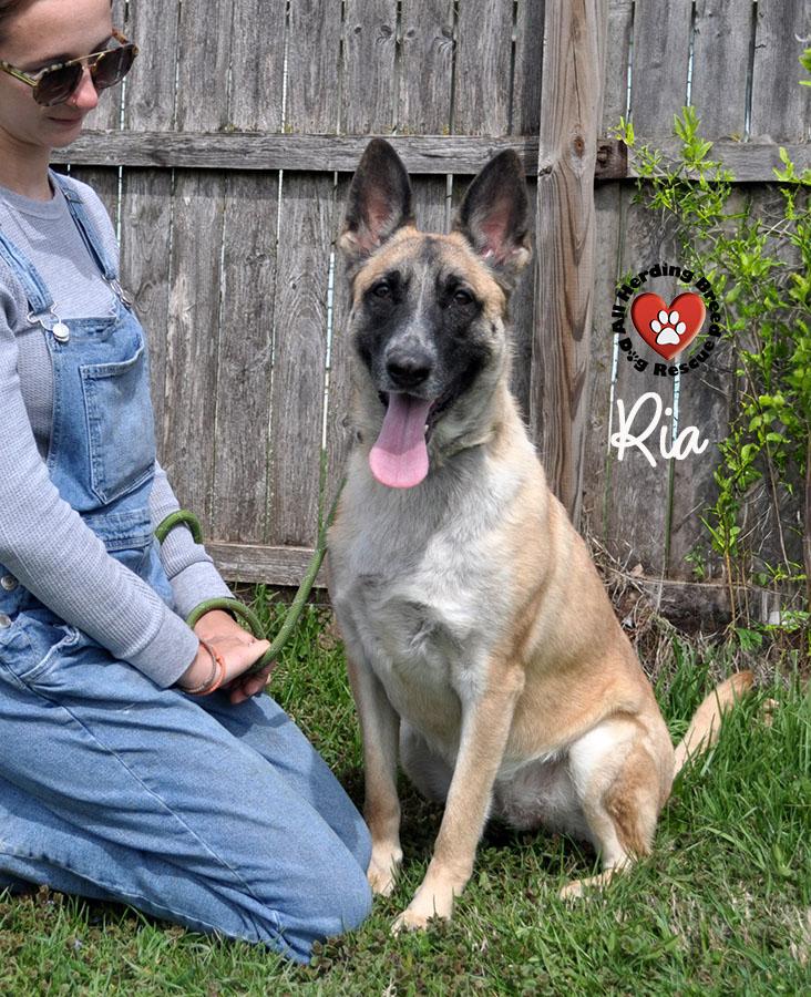 Ria, ADOPTABLE, Young Female German Shepherd Dog.