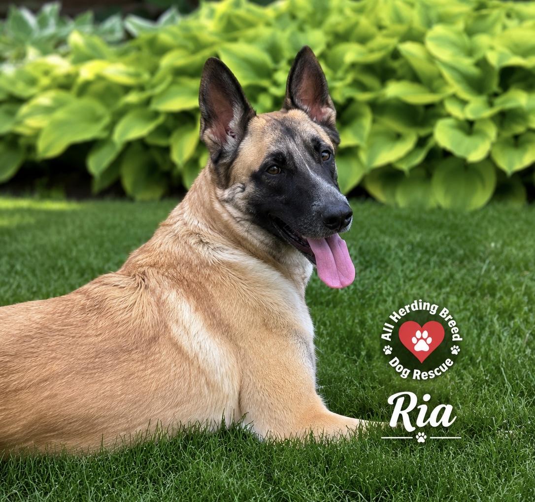 Ria, ADOPTABLE, Young Female German Shepherd Dog.