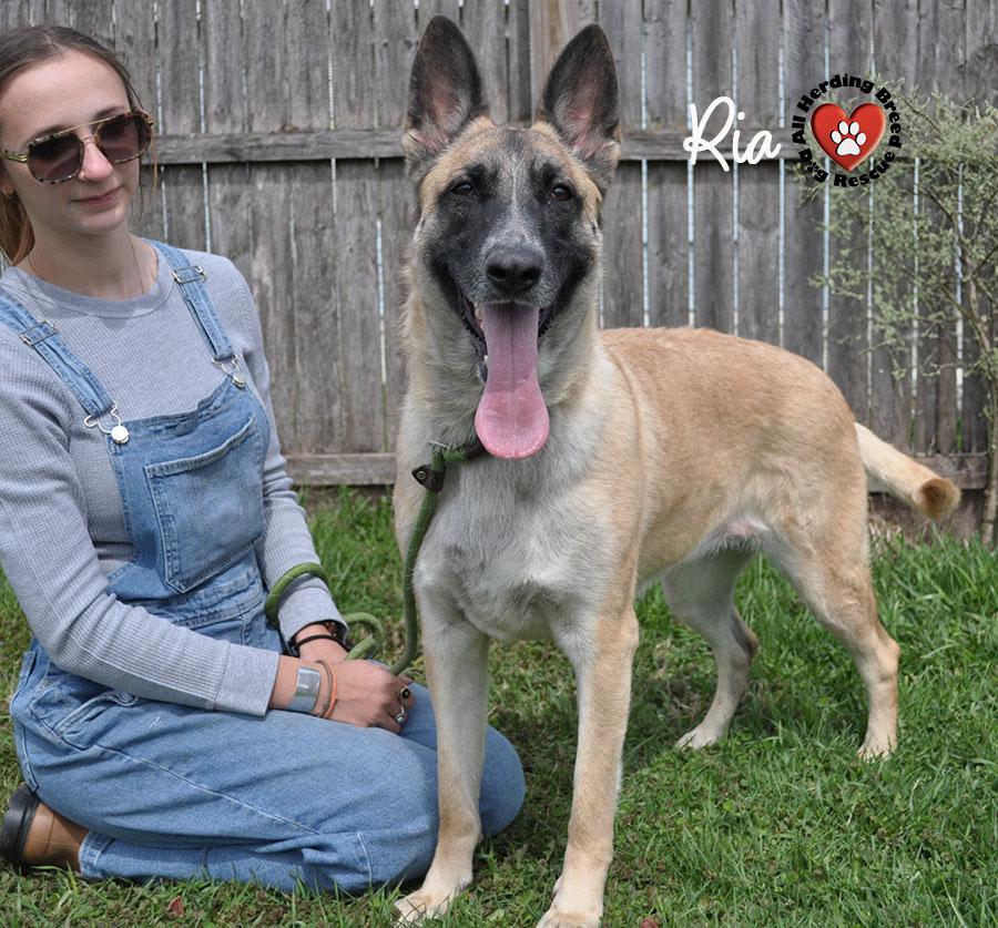 Enlarge Ria, a ADOPTABLE mixed breed in Joliet, IL image 2/4