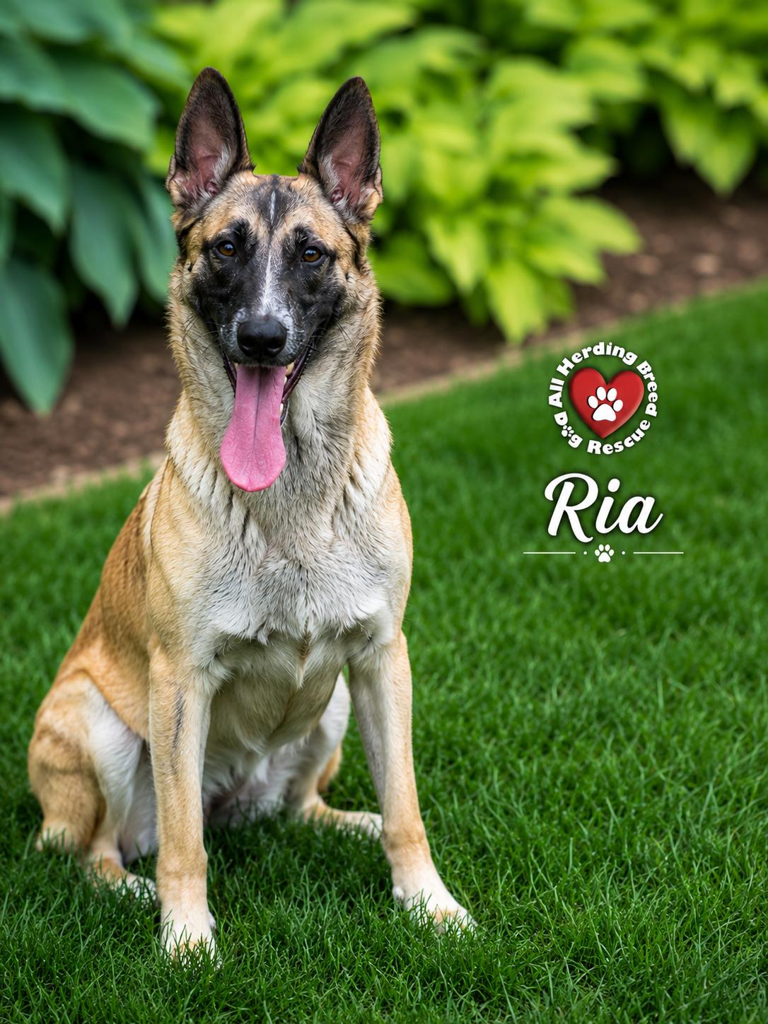 Enlarge Ria, a ADOPTABLE mixed breed in Joliet, IL image 3/4