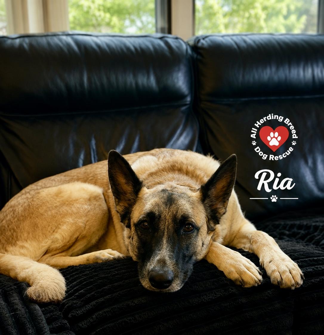 Enlarge Ria, a ADOPTABLE mixed breed in Joliet, IL image 2/4